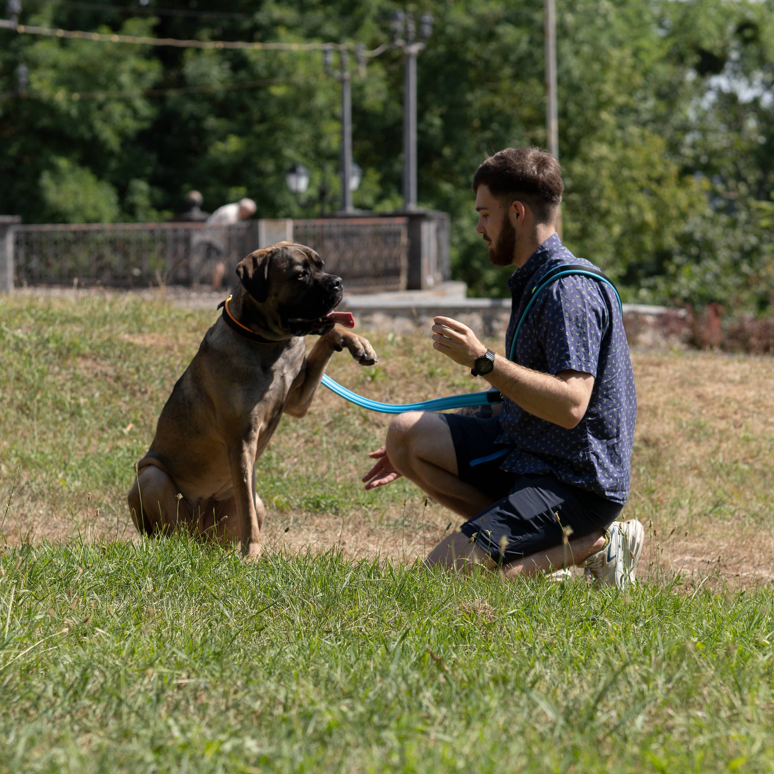 Ferplast - Ferplast Laisse pour chien Ferplast ERGOFLUO, Laisse de dressage pour chien taille grande, Poignée Rembourrée, Mousqueton en métal. Longueur réglable. - Image 7