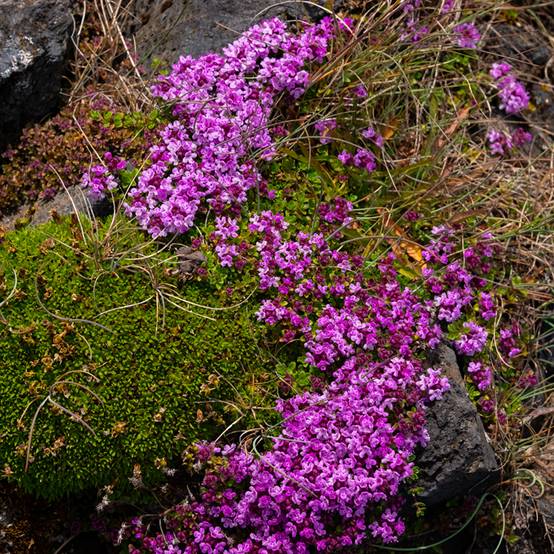 Thymus praecox Bressingham - Thym précoce Godet de 8/9 cm