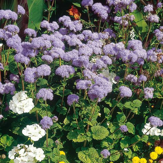 Ageratum haut City Blue Mini-motte Ø 3/4 cm, Livré en plant vert de 5 à 10 cm de hauteur (par 5)