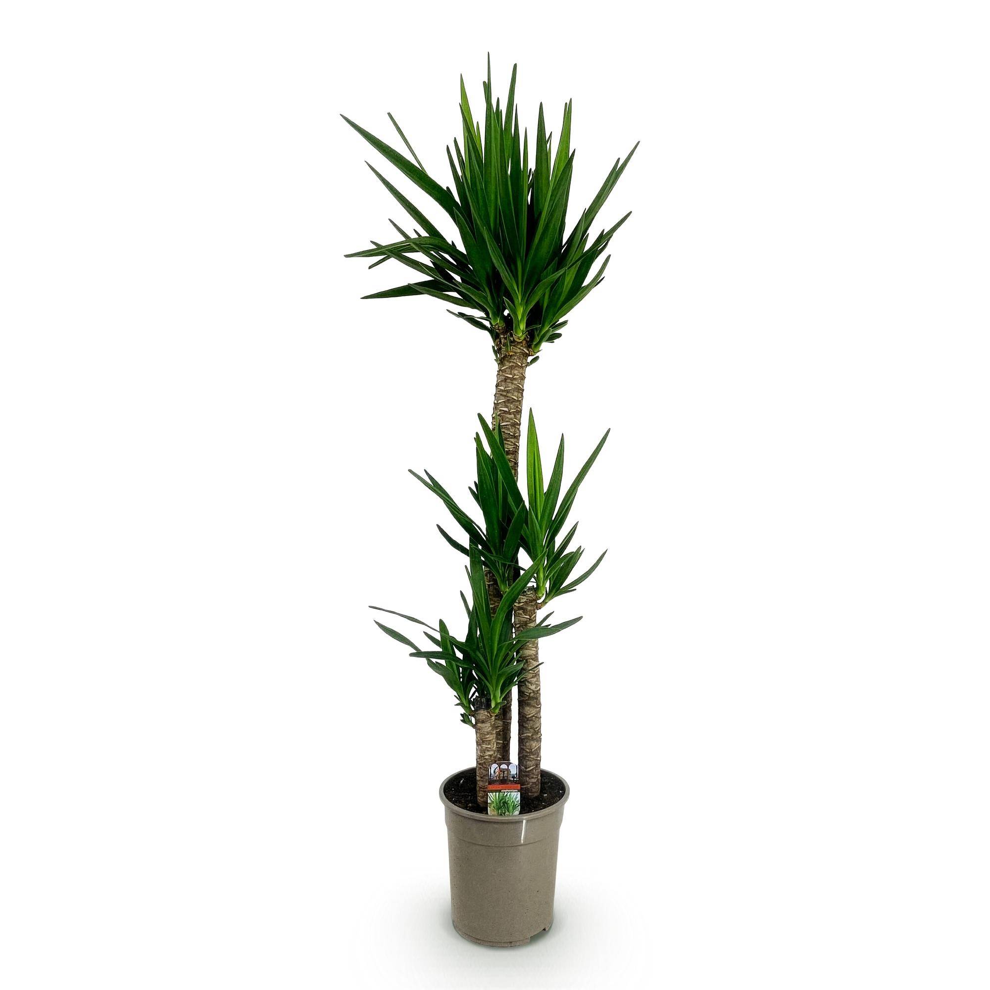Yucca elephantipes - Yucca - Pot de 24cm - Hauteur 140cm - Plantes d'intérieur - Image 2