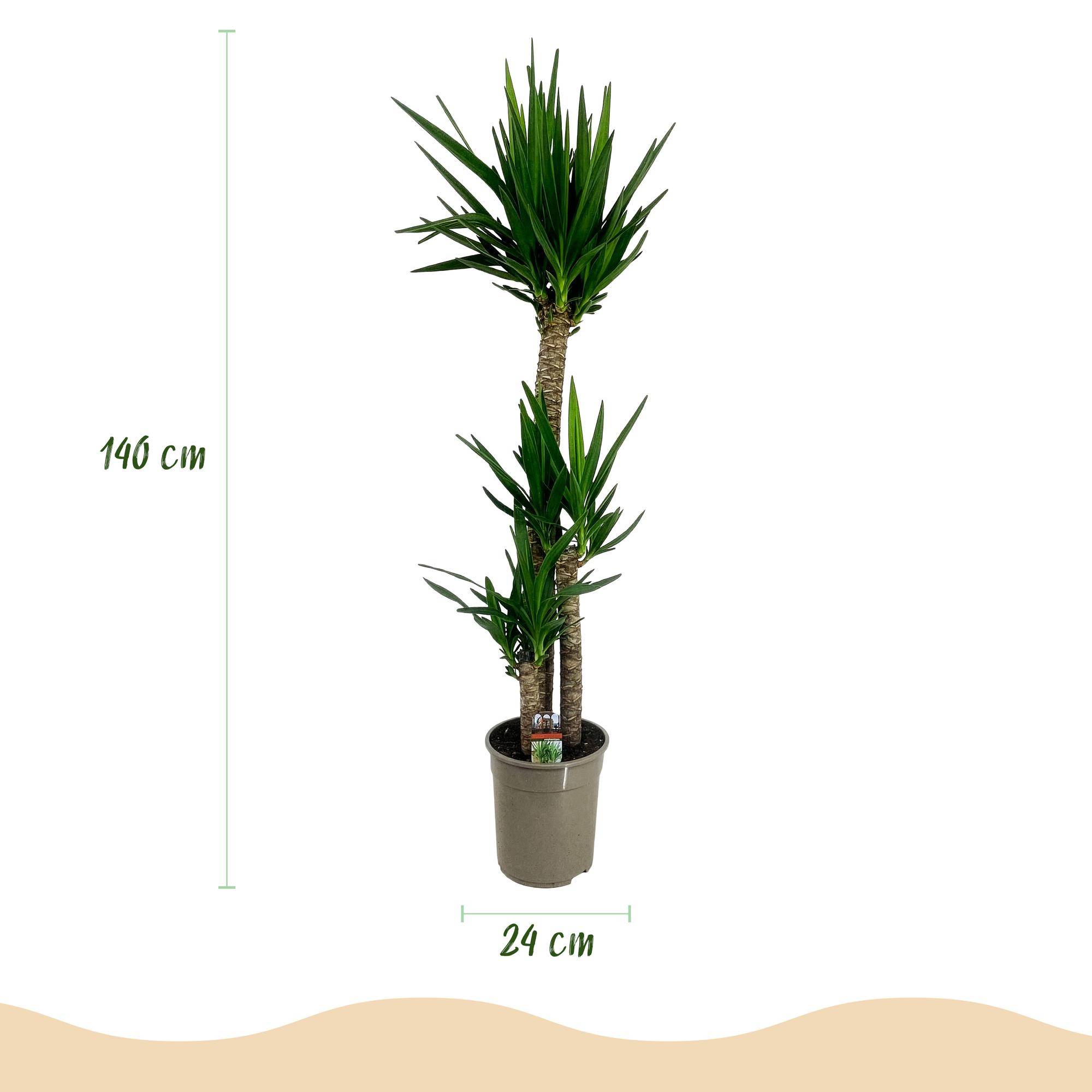 Yucca elephantipes - Yucca - Pot de 24cm - Hauteur 140cm - Plantes d'intérieur - Image 3