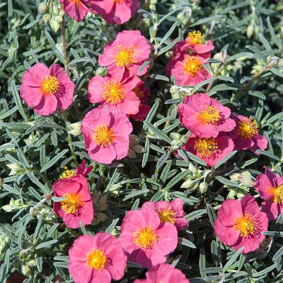 Promesse de Fleurs - Helianthemum Suprême - Hélianthème rouge rose Godet de 8/9 cm