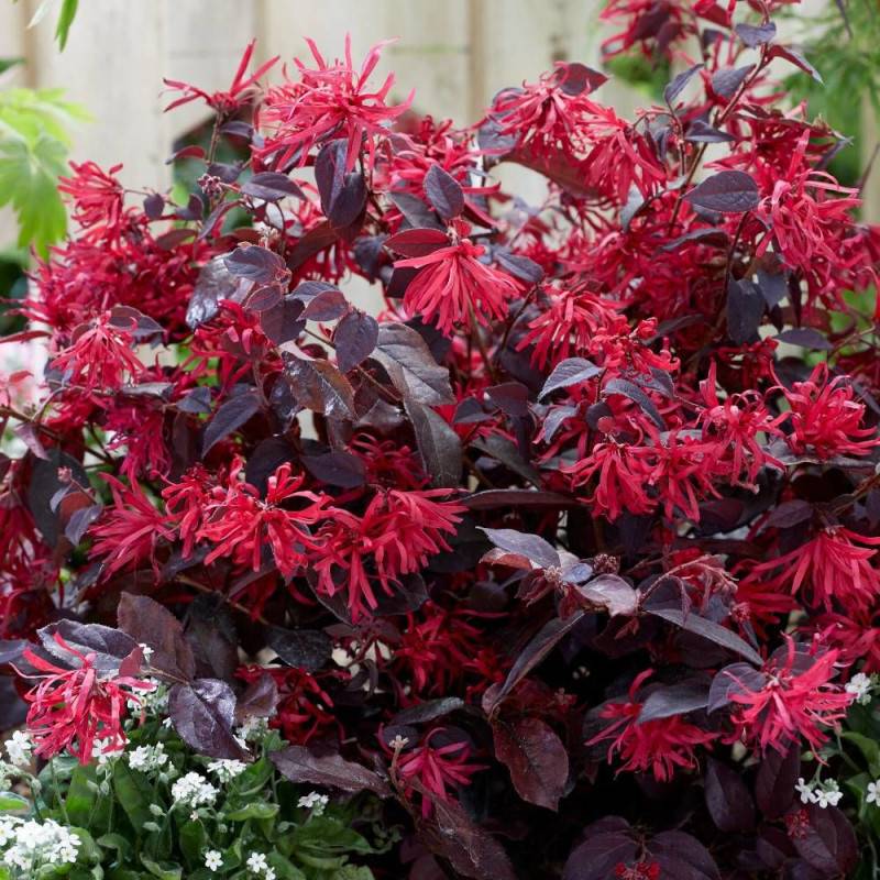 Loropetalum Ever Red® 'Chang Nian Hong', Loropétale à fleurs Rouge/ - feuillage Persistant - Godet - 5/20 cm - Image 3