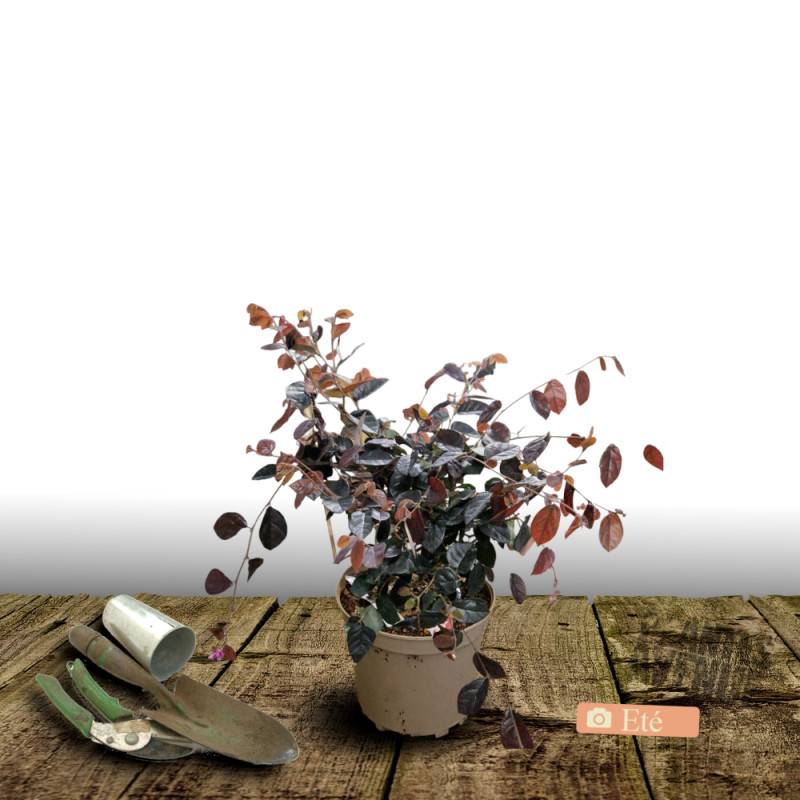 Loropetalum Ever Red® 'Chang Nian Hong', Loropétale à fleurs Rouge/ - feuillage Persistant - Godet - 5/20 cm - Image 8