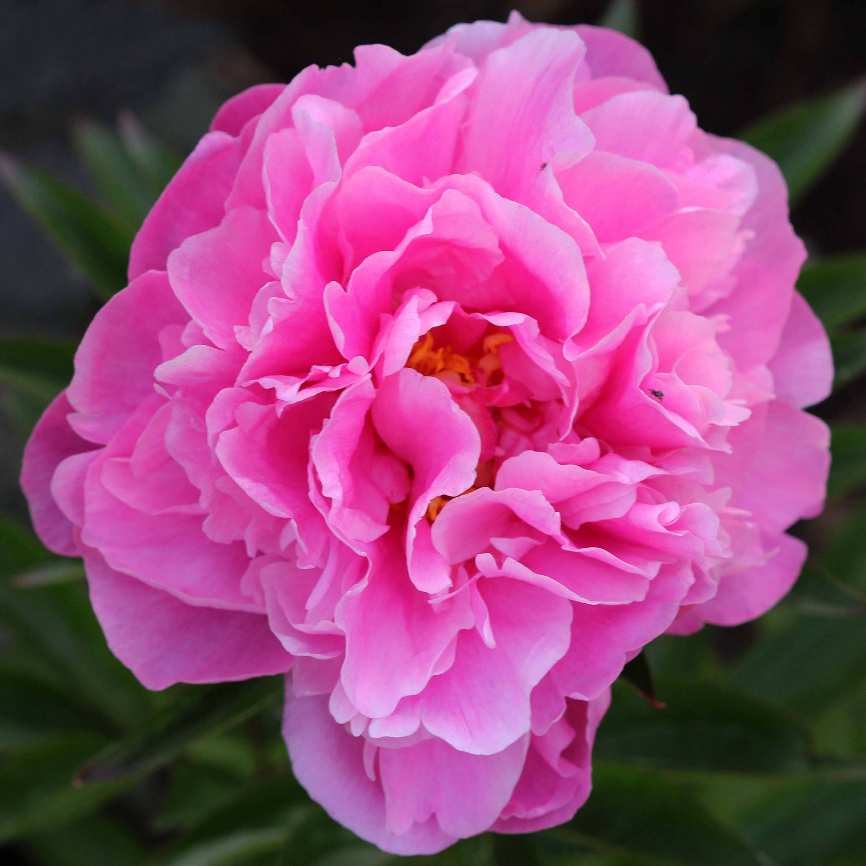 Promesse de Fleurs - Pivoine lactiflora Dr Alexander Fleming Pot de 3L/4L