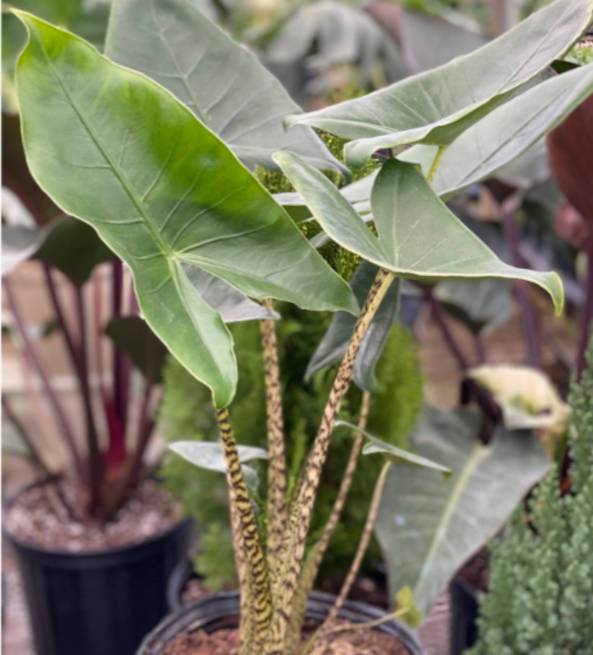 0 - Alocasia zebrina reticulata (Oreille d'éléphant, Taro) Pot de 25L - 100/125cm