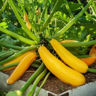 Courgette jaune Goldena BIO le sachet de 15 graines environ (2g)