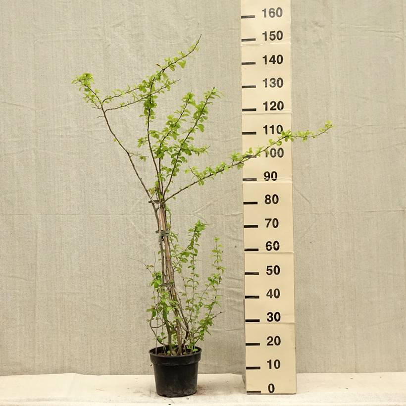 Promesse de Fleurs - Cognassier du Japon Cameo - Chaenomeles superba  Pot de 3L/4L - Image 2
