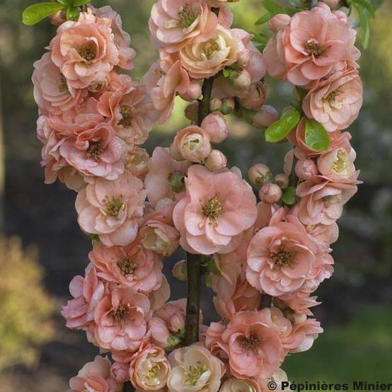 Promesse de Fleurs - Cognassier du Japon Cameo - Chaenomeles superba Pot de 3L/4L - Image 1