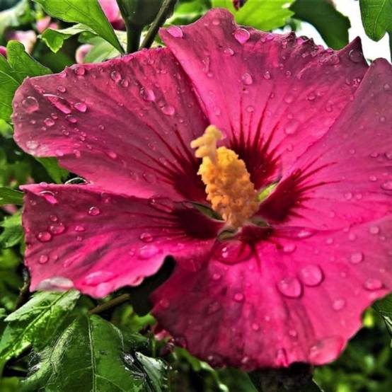 Hibiscus syriacus 'Pink Giant' (Hibiscus syriacus 'Pink Giant') - Godet 9cm - Pépinières Naudet - Image 1