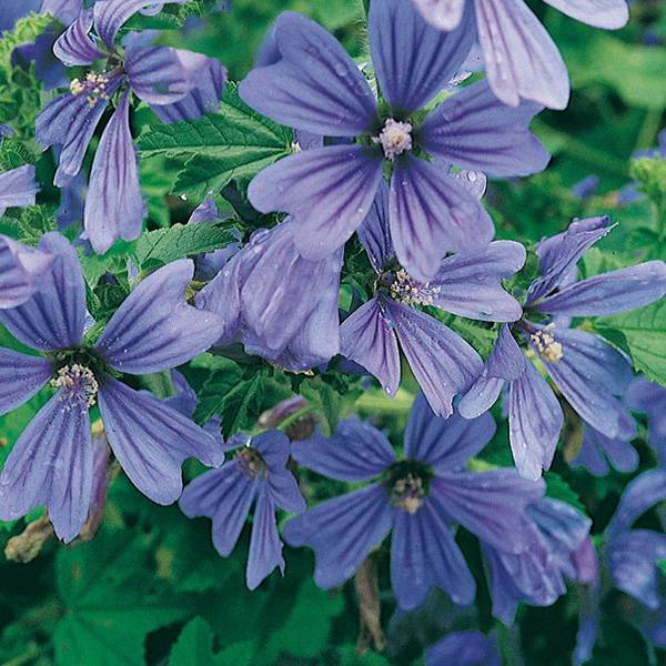 Promesse de Fleurs - Mauve sylvestre - Malva sylvestris Primley Blue Godet de 8/9 cm