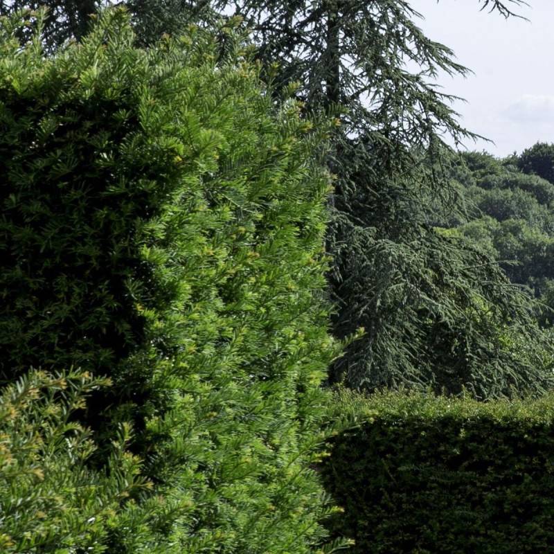If fastigié Robusta, Taxus - Pot de 1,5L - 20/50 cm - Image 4