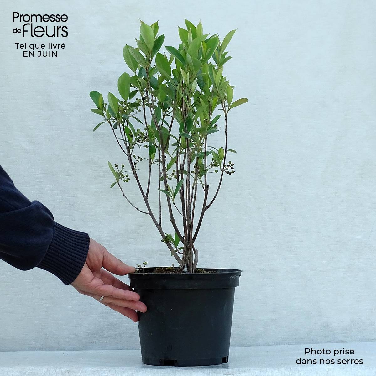 Aronia arbutifolia Brilliant Pot de 2L/3L - Image 2