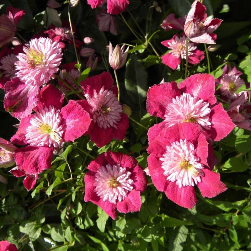 Clématite viticella Avant Garde™ 'Evipo033' à fleurs Rouge - feuillage Caduc - Pot de 1,3L - Tuteur bambou 30/60 cm-  hauteur à maturité De 3,00 m à 5 - Image 1
