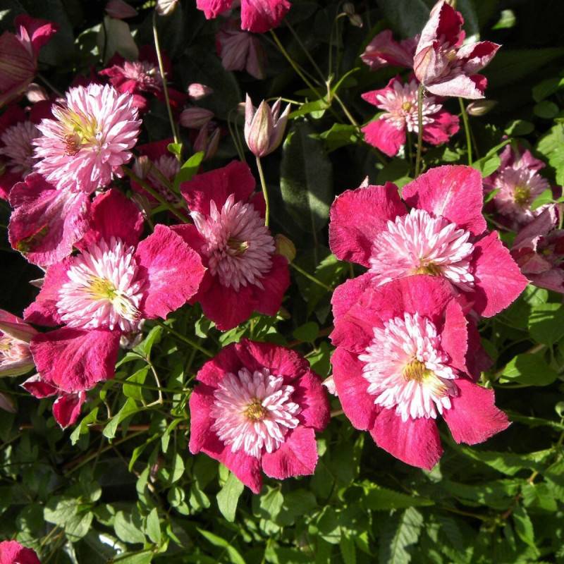 Clématite viticella Avant Garde™ 'Evipo033' à fleurs Rouge - feuillage Caduc - Pot de 1,3L - Tuteur bambou 30/60 cm-  hauteur à maturité De 3,00 m à 5 - Image 5