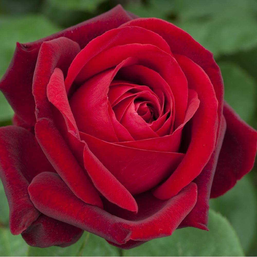 Rosier à grandes fleurs Edith Piaf® 'Meiramboys' à fleurs Rouge/ - feuillage Caduc - Pot de 10 L - 1/2 tige