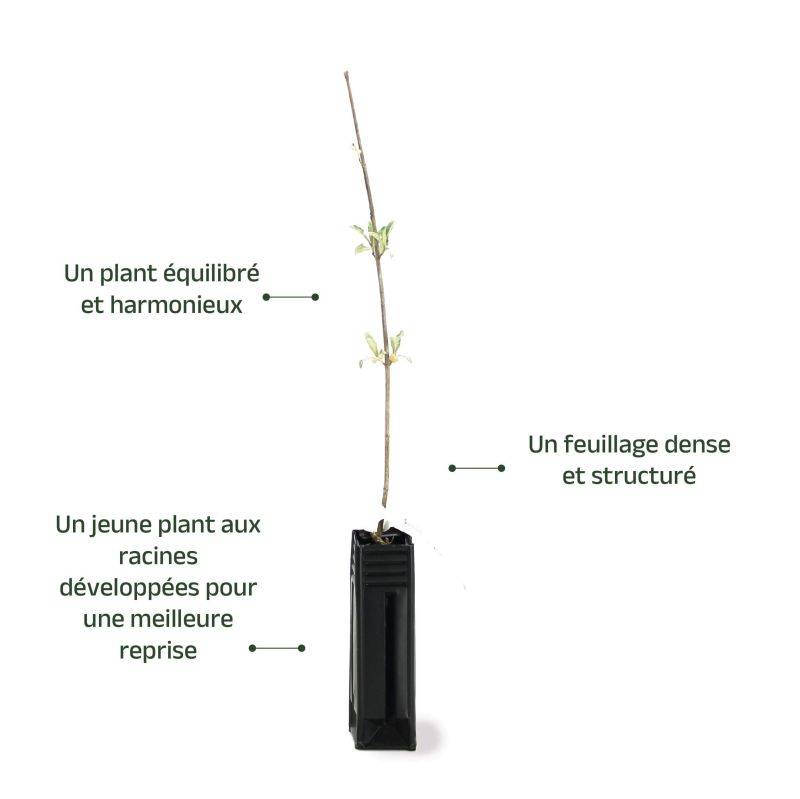 Arbre aux papillons (Buddleja davidii) - Godet - Taille 20/40cm - Pépinières Naudet - Image 3