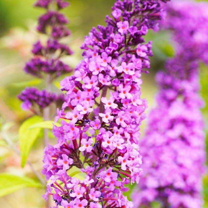 Arbre aux papillons (Buddleja davidii) - Godet - Taille 20/40cm - Pépinières Naudet - Image 1