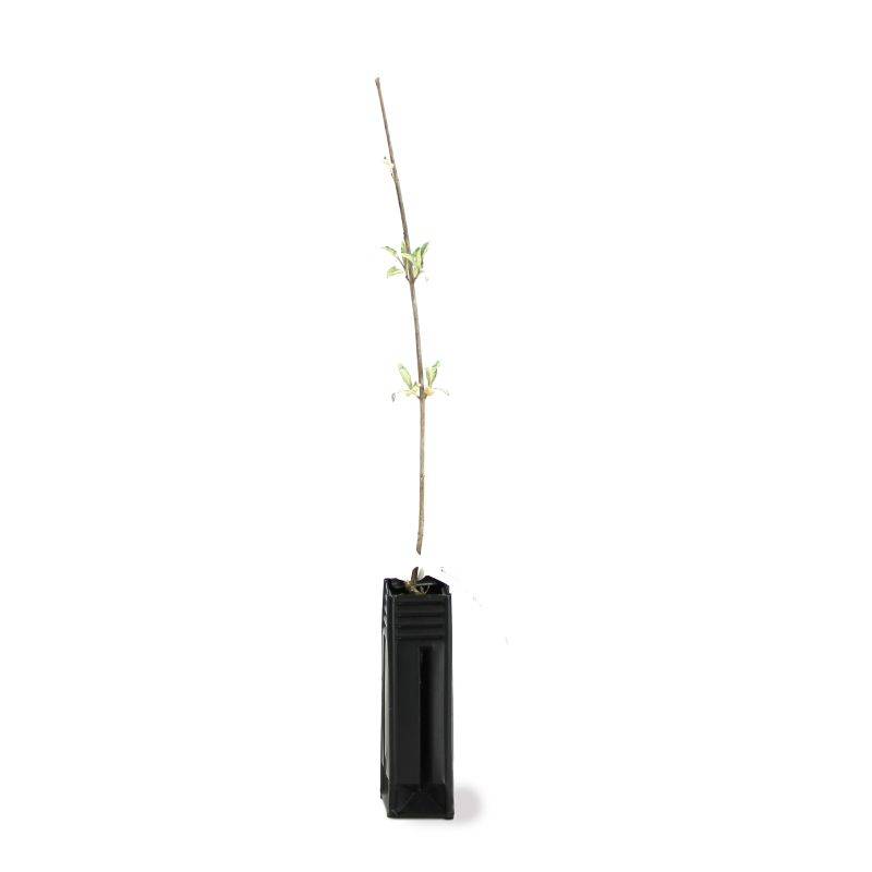 Arbre aux papillons (Buddleja davidii) - Godet - Taille 20/40cm - Pépinières Naudet - Image 2