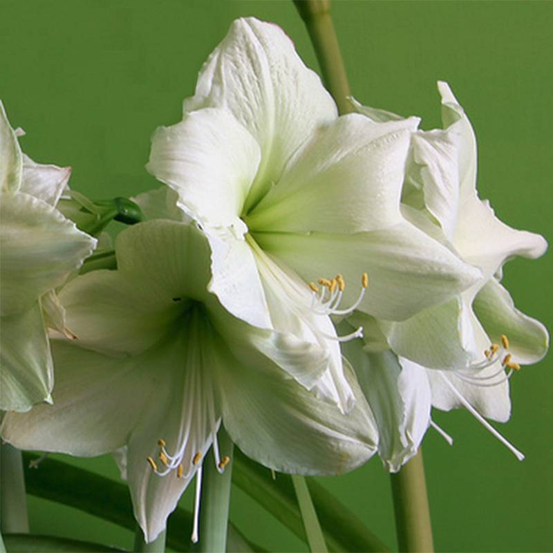 Promesse de Fleurs - Amaryllis Luna Bulbe calibre 26/28, Extra