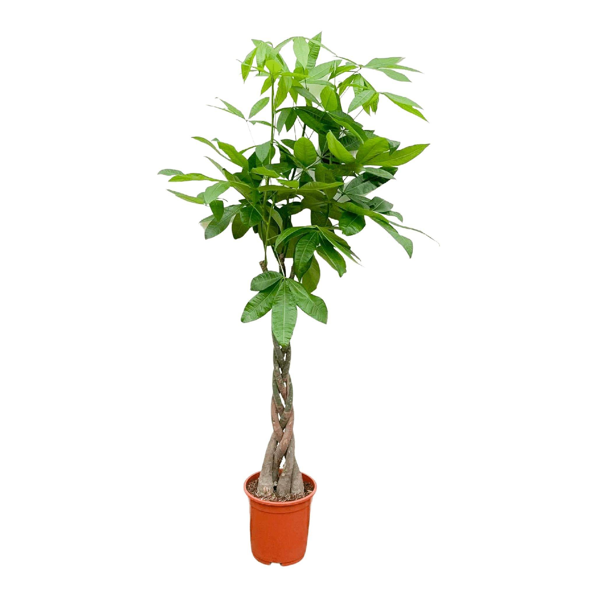 Pachira Aquatica Tressé - D27 H160cm - Image 4