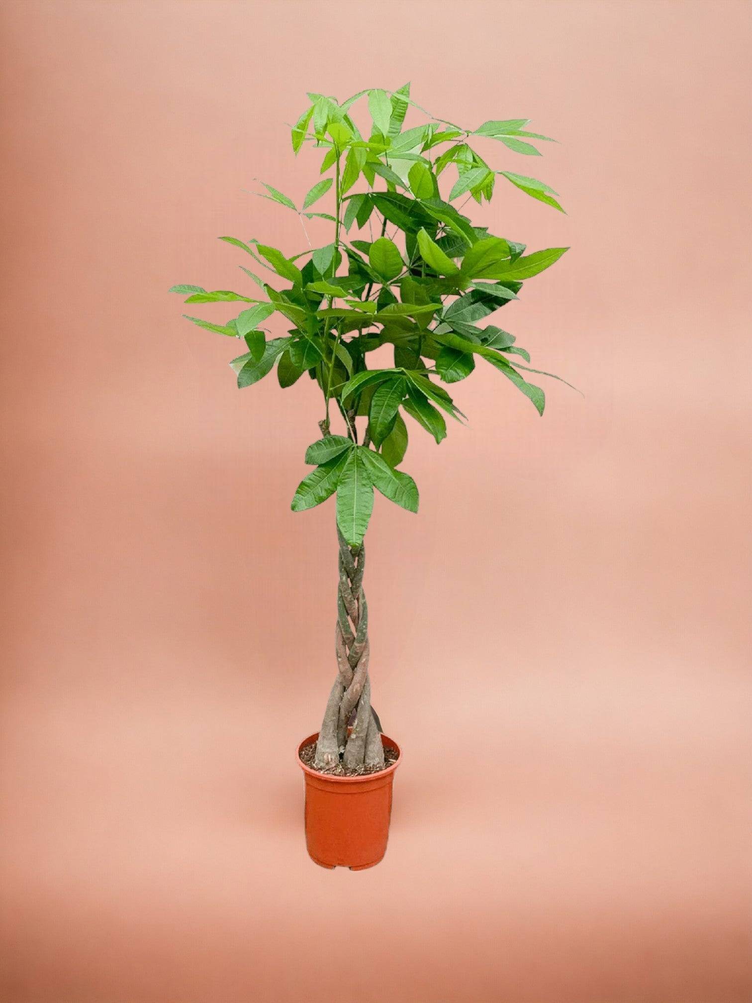 Pachira Aquatica Tressé - D27 H160cm - Image 3