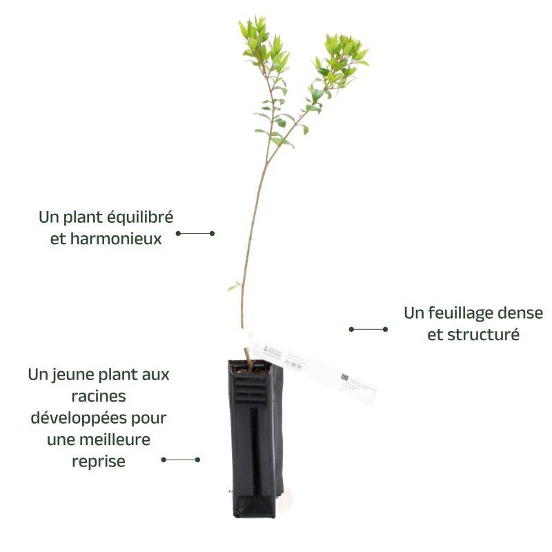 Myrte Commun (Myrtus Communis) - Godet - Taille 20/40cm - Pépinières Naudet - Image 3