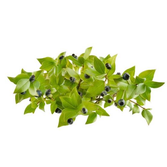 Myrte Commun (Myrtus Communis) - Godet - Taille 20/40cm - Pépinières Naudet - Image 4