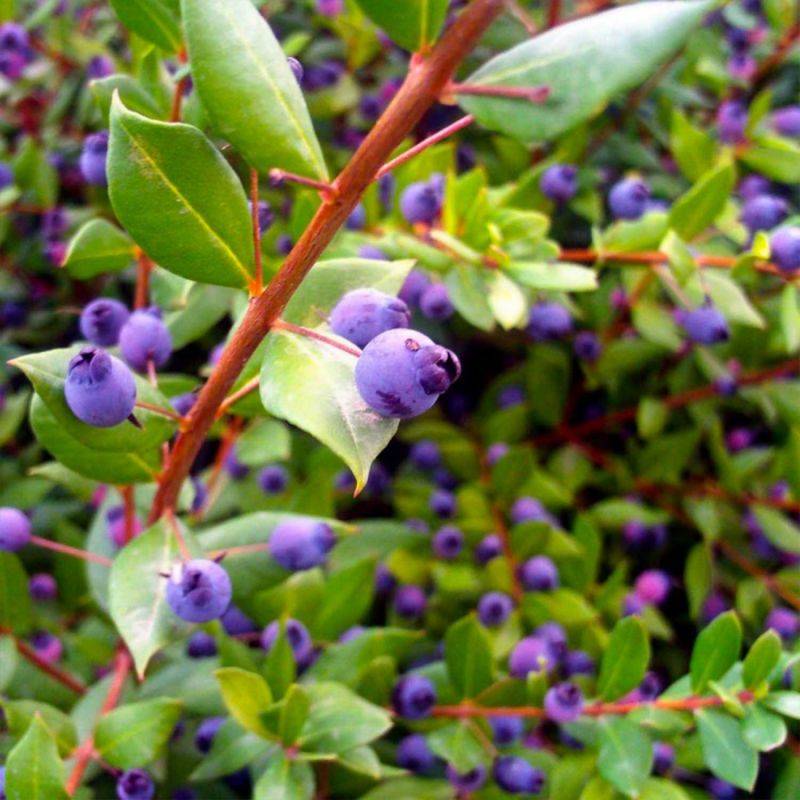 Myrte Commun (Myrtus Communis) - Godet - Taille 20/40cm - Pépinières Naudet