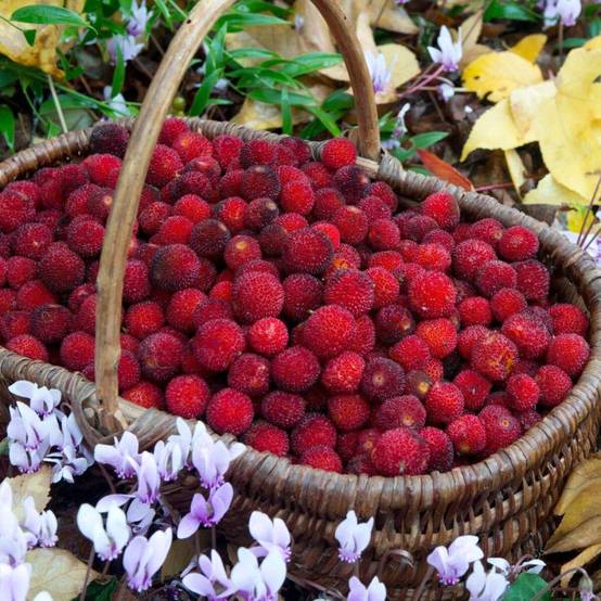 Arbousier, Arbre aux fraises à fleurs Blanche - feuillage Persistant - Pot de 7,5L - 60/80 cm- hauteur à maturité De 2,50 m à 3,00 m - Image 4
