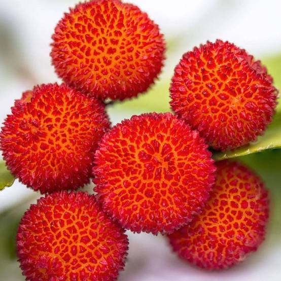 Arbousier, Arbre aux fraises à fleurs Blanche - feuillage Persistant - Pot de 7,5L - 60/80 cm- hauteur à maturité De 2,50 m à 3,00 m - Image 3
