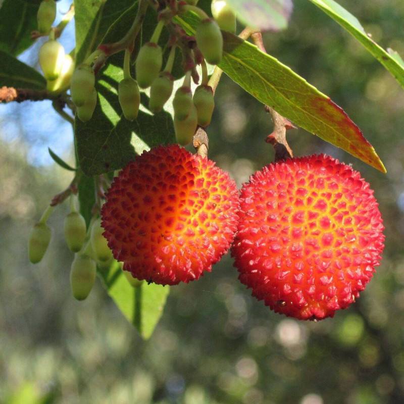 Arbousier, Arbre aux fraises à fleurs Blanche - feuillage Persistant - Pot de 7,5L - 60/80 cm-  hauteur à maturité De 2,50 m à 3,00 m - Image 2