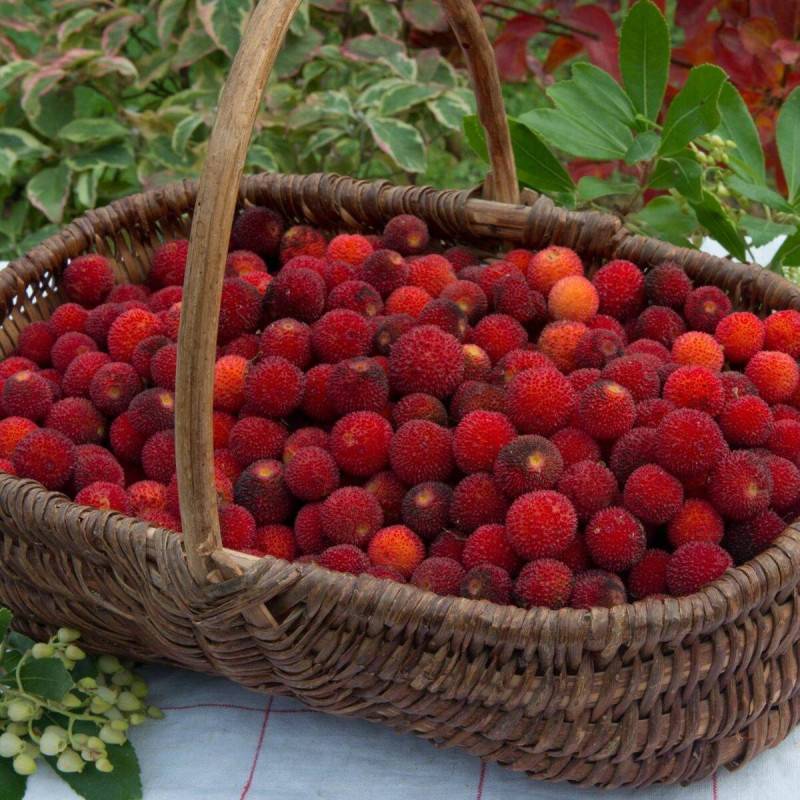 Arbousier, Arbre aux fraises à fleurs Blanche - feuillage Persistant - Pot de 7,5L - 60/80 cm-  hauteur à maturité De 2,50 m à 3,00 m - Image 5