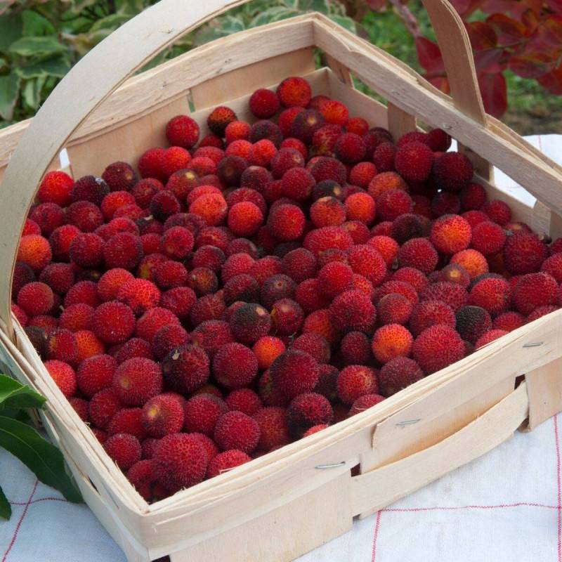 Arbousier, Arbre aux fraises à fleurs Blanche - feuillage Persistant - Pot de 7,5L - 60/80 cm- hauteur à maturité De 2,50 m à 3,00 m - Image 6