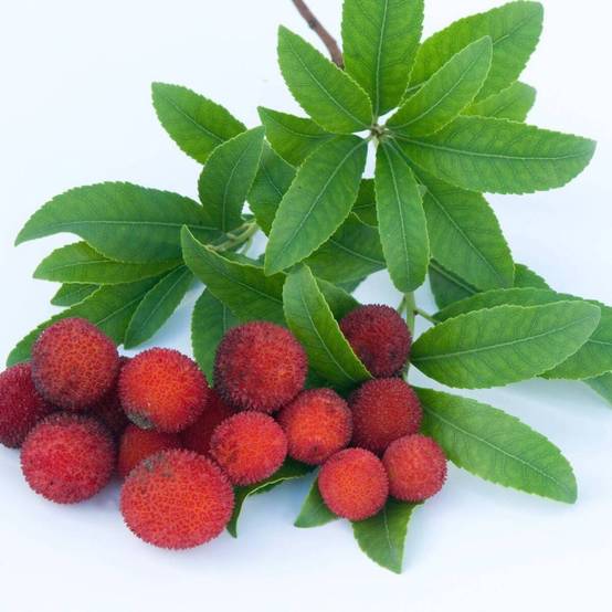 Arbousier, Arbre aux fraises à fleurs Blanche - feuillage Persistant - Pot de 7,5L - 60/80 cm- hauteur à maturité De 2,50 m à 3,00 m - Image 7