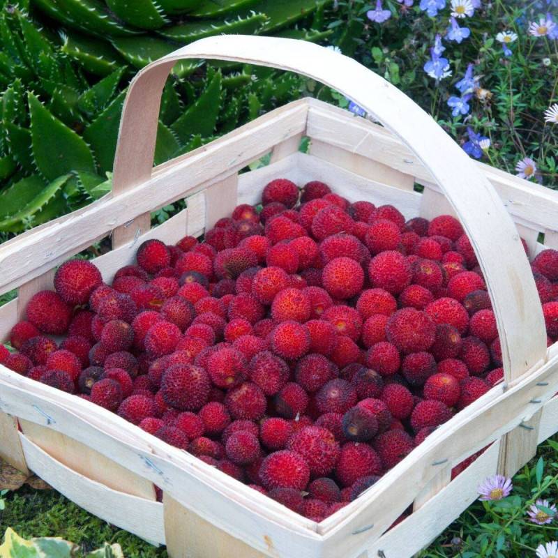 Arbousier, Arbre aux fraises à fleurs Blanche - feuillage Persistant - Pot de 7,5L - 60/80 cm-  hauteur à maturité De 2,50 m à 3,00 m - Image 8