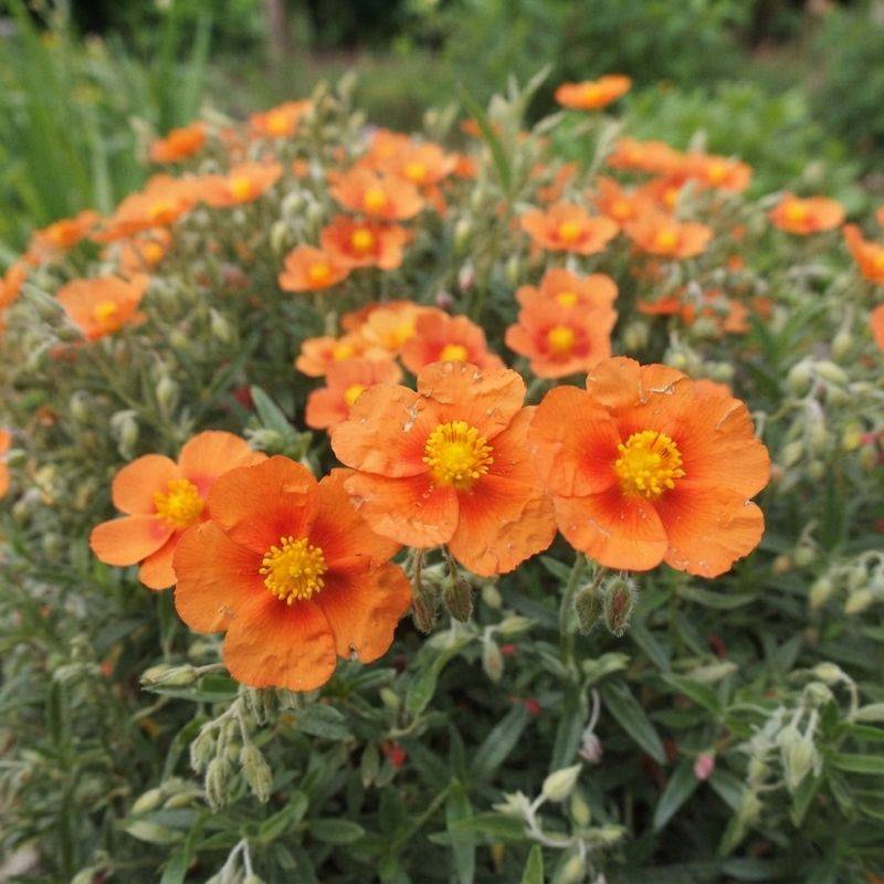 3 Hélianthèmes 'Ben Alder' (Helianthemum 'Ben Alder') - Lot de 3 vivaces - Pépinières Naudet