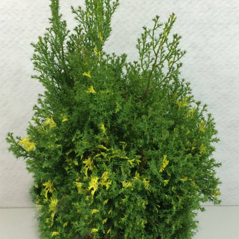 Faux cyprès du Japon - Chamaecyparis obtusa Saffron Spray -               Pot de 2L/3L