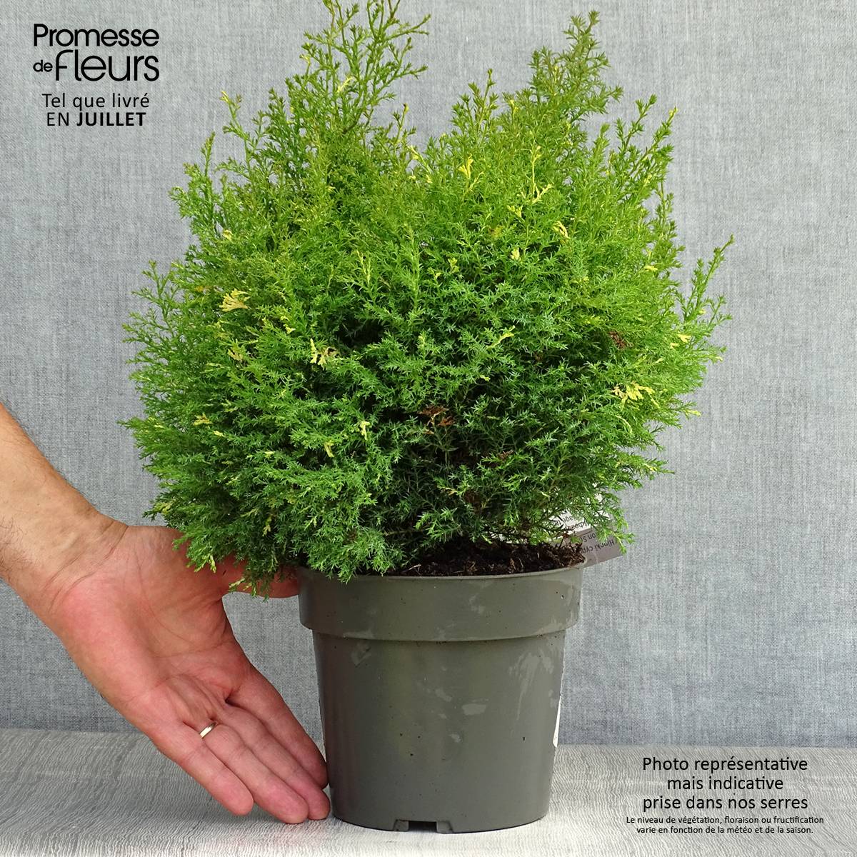 Faux cyprès du Japon - Chamaecyparis obtusa Saffron Spray -               Pot de 2L/3L - Image 2