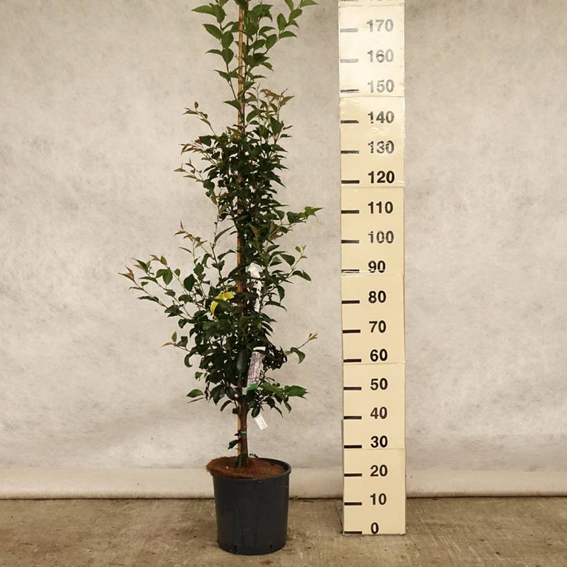 Cerisier à fleurs - Prunus Pandora Pot de 12L/15L, Tige - Image 2