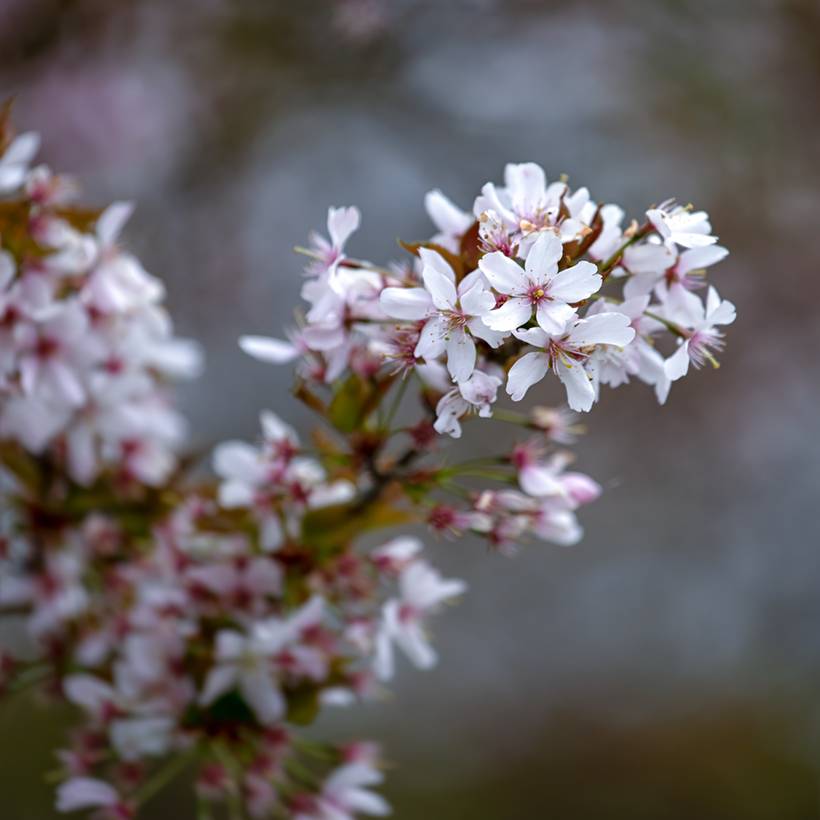 Cerisier à fleurs - Prunus Pandora Pot de 12L/15L, Tige - Image 1