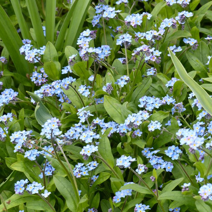Graines de Myosotis des forêts Bleu - Myosotis sylvatica le sachet de 700 graines environ (0,5g)