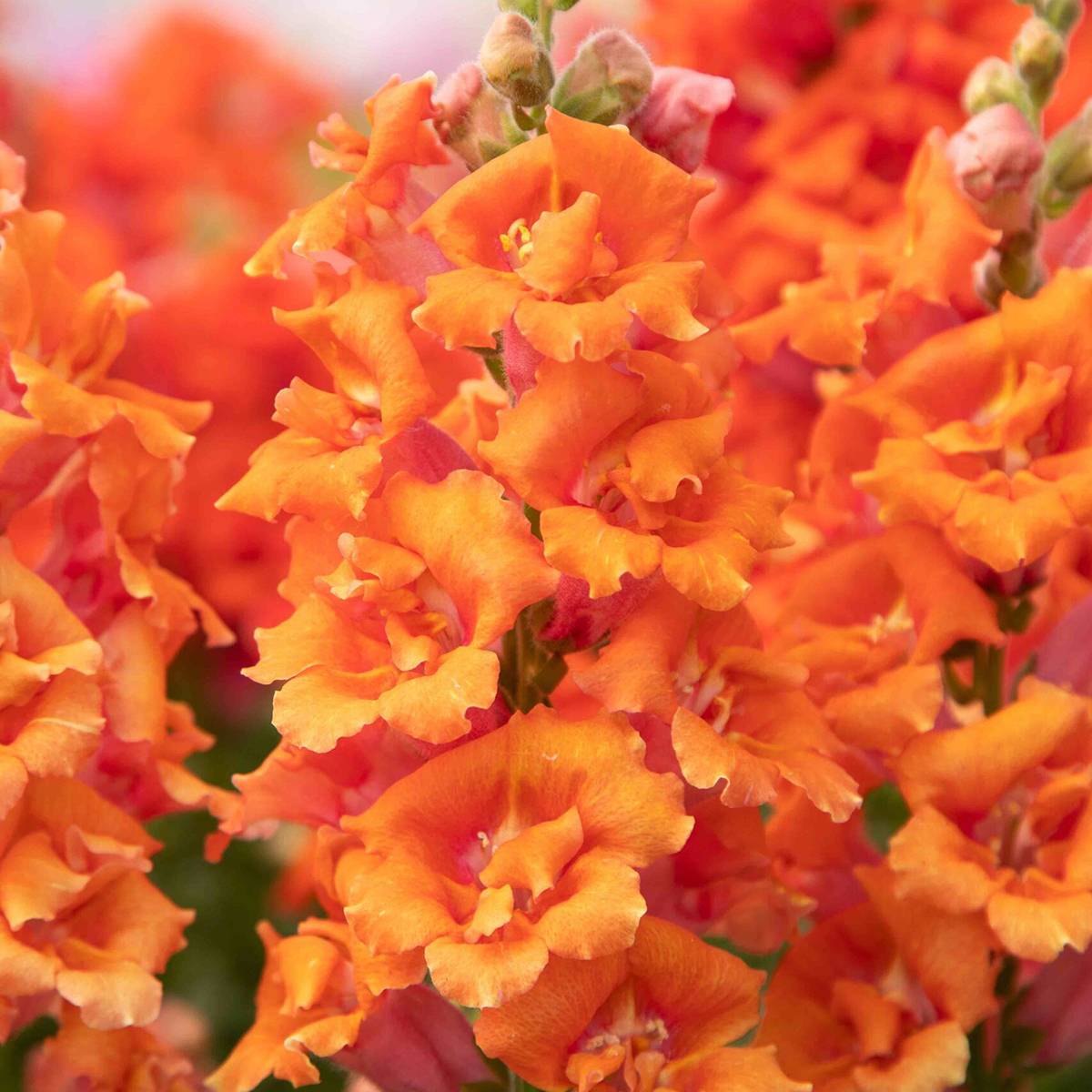 Graines de Muflier Sweet Duet Peach - Antirrhinum majus le sachet de 30 graines environ
