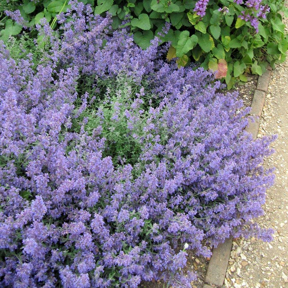 Promesse de Fleurs - Nepeta Kit Cat - Chataire Godet de 8/9 cm