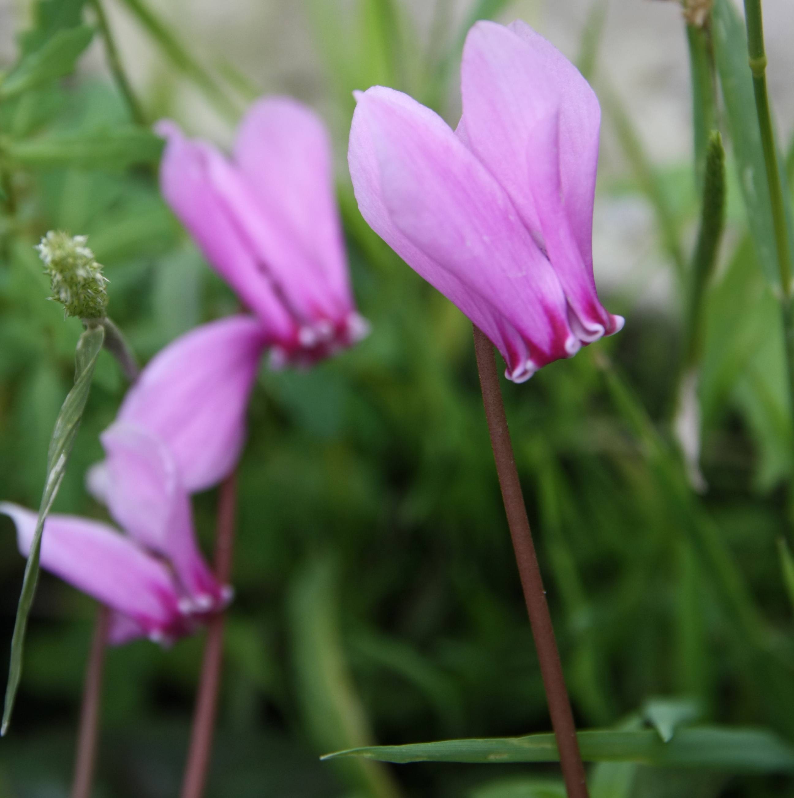 Promesse de Fleurs - Cyclamen de Naples rose Godet de 7/8 cm