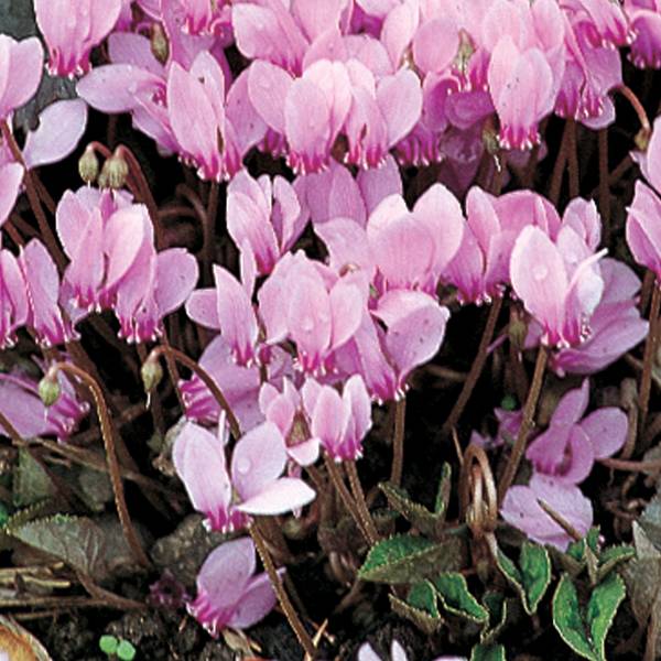 Promesse de Fleurs - Cyclamen de Naples rose Godet de 7/8 cm - Image 2