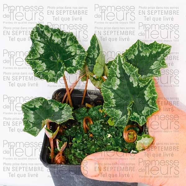 Promesse de Fleurs - Cyclamen de Naples rose Godet de 7/8 cm - Image 3