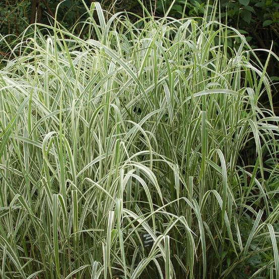 Miscanthus sinensis Cosmopolitan - Eulalie, Roseau de Chine Godet de 8/9 cm