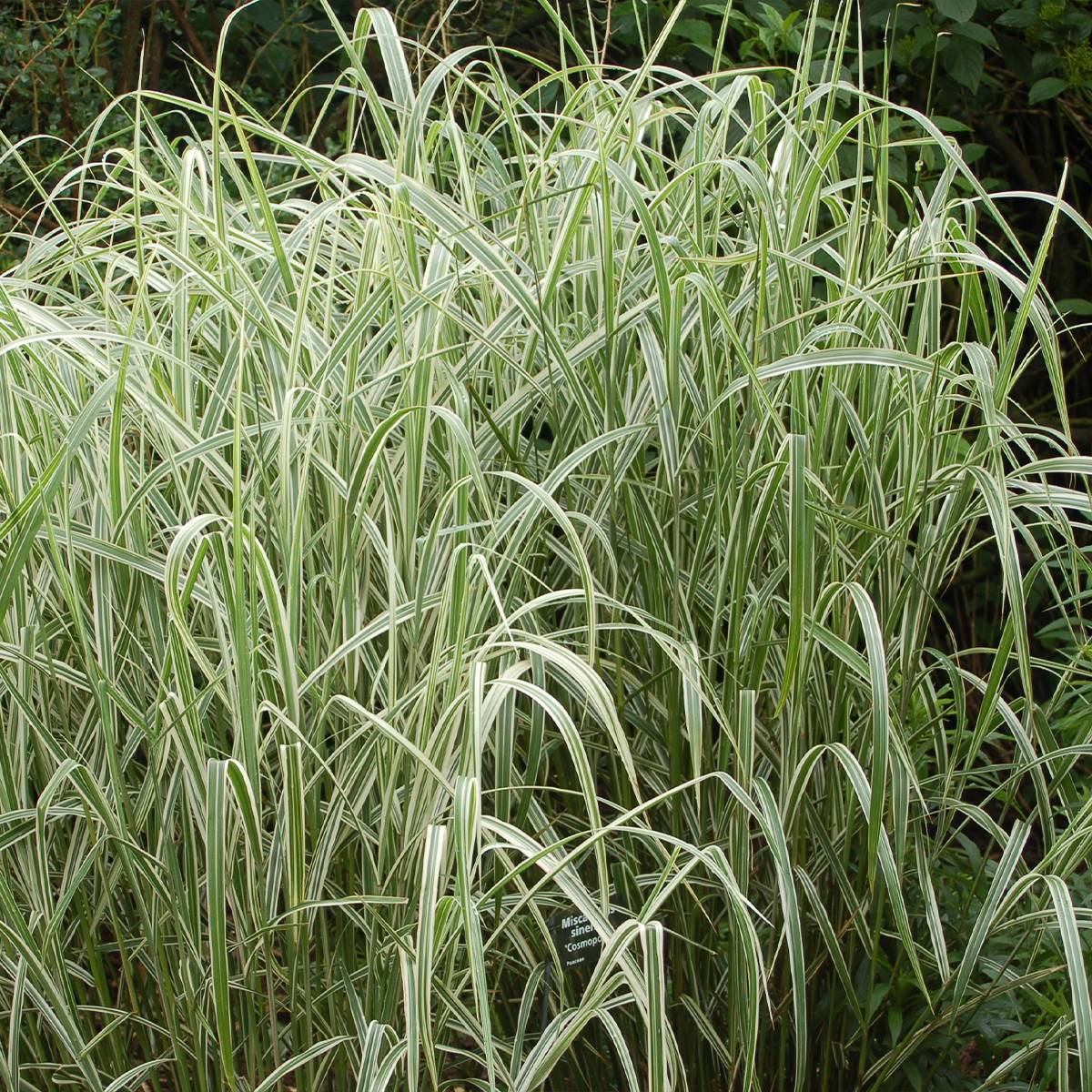 Miscanthus sinensis Cosmopolitan - Eulalie, Roseau de Chine Godet de 8/9 cm