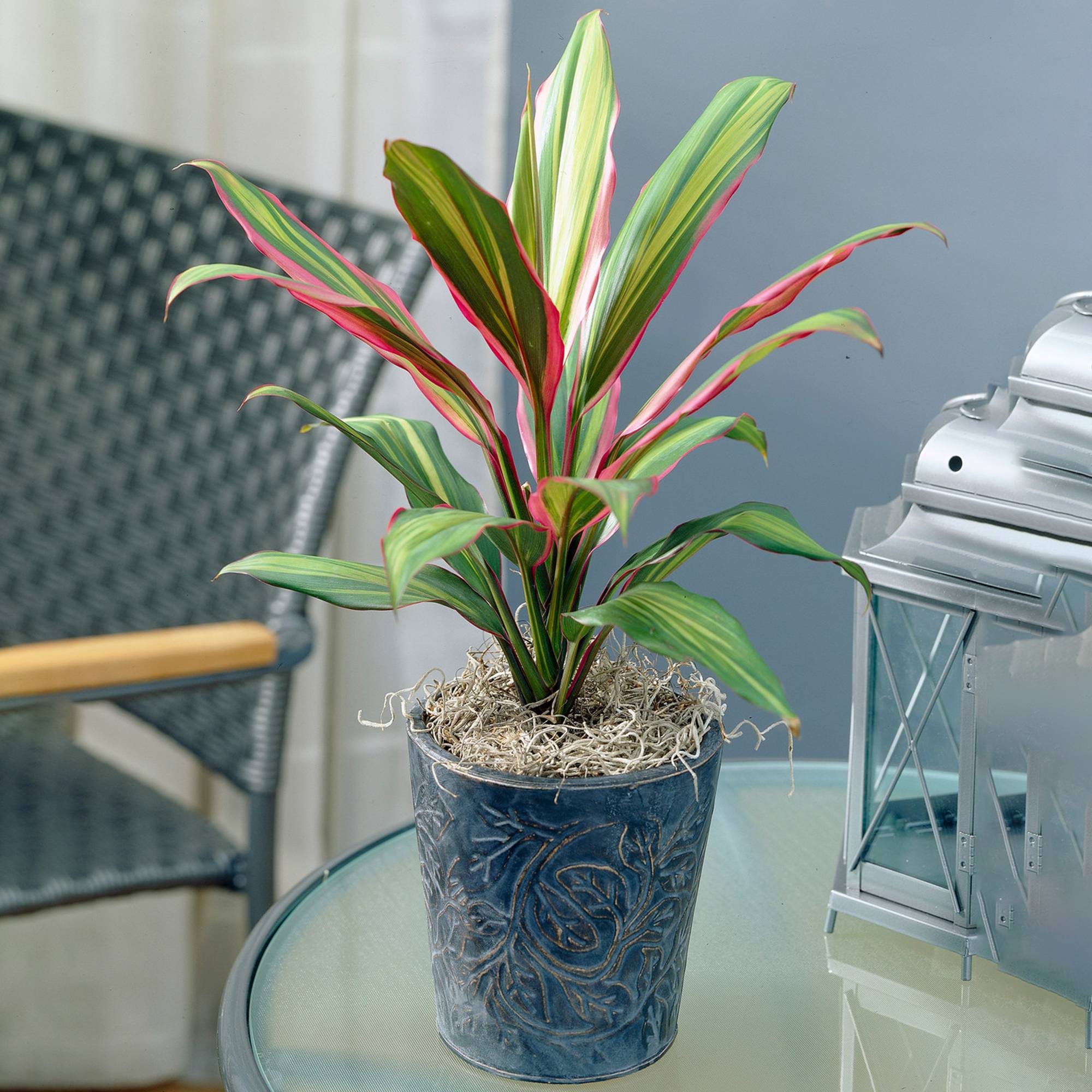 Gardenersdream - Cordyline Kiwi Au Feuillage Persistant | Épinard Hawaïen | Roseau Des Indes De 30 À 40 Cm En Pot - GardenersDream